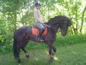bene_horse