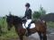 haflinger