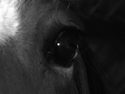 Ondine29