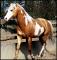 mel-poney