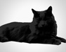 Deki