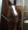 Sir D'Artagnan