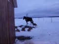 suite de ma petite séance de saut ^^ Je suis très fière des progrès !...