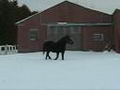 Black qui s'amuse dans la neige 