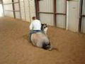 Le cheval se couche en douceur  et une fille s'assoit dessus puis lui...