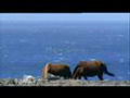 chevaux sauvages