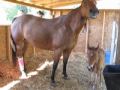 cute three day old foal