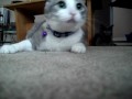 La chatte a mon chum qui dit non XD
