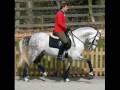 dressage vraiment des chevaux magnifique