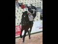Ecurie des Figixors Spectacle equestre 