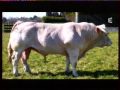 reportage sur une jument qui a adopté un veau...