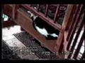 C'est ben drôle d'être un chat!
