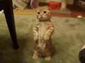 le vrai chat botté dans shrek!!!