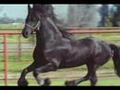 cheval galop