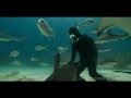 Gentilles bêbêtes ces requins! (ou pas..)