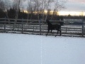 Gus&la neige ahaha!