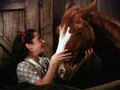 Tous les beaux petits poneys