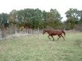 Mon petit trotteur fran&ccedil;ais en saut en libert&eacute;