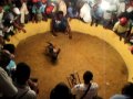 bataille de coq en colombie je sais que c'est sadique mais sa fait...