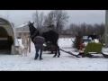 un percheron de trois bien dompt&eacute;...