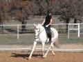 Dressage sans mors (Dr Cook's Bitless Bridle)