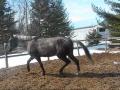 Navarro mon andalou x apaloosa de presque 3 ans :) 