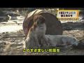 un chien refuse d'abandonner son ami blesser....