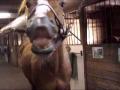 Mon poulain Maestro qui fait le flehmen sur demande =) 