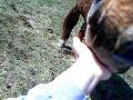 Mes licheux de chevaux ! 
