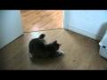 Mon chat qui s'amuse comme un p'tit fou ...