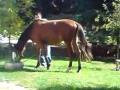ici a une 1.20 min  on na un cheval qui a peur de...