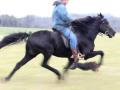 Wow impressionnant a la vitesse du trot  :-O