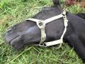 Ouff pas facile la vie de cheval
