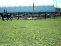 Pratique pour le concours de dressage niveau pas et trot en fin de...