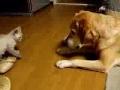 Trop mignon ces 2 là et le chat me fait rire a...