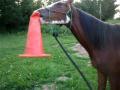 Mon poulain qui joue avec le cone,il a joue toute la soire comme ca...