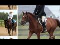 Mes chevaux.. Ma vie...