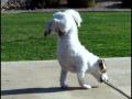 jveux un chien comme ca :o