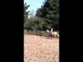 Tanya  8 ans et son cheval Jack...
