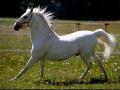 cheval blanc 