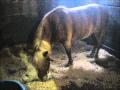 Une ponette et sa ripe