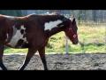 Catherine (Raiinb0w_x) fait courir son cheval...