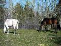 Mon cheval Motion ( Le Bai ) et miss le poney a...