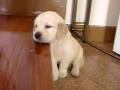 golden retriver 