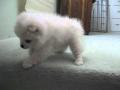 American Eskimo 
