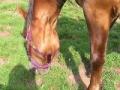 Magic, mon ancienne DP. Le meilleur cheval du monde