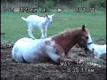 Bébés chèvres sur le dos d'un cheval :) 