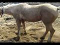 Une vidéo en l'hommage de mon cheval décédé dans un incendie...