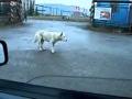 Chien qui danse de la Techno 