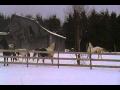 Mes chevaux qui s'amuse...gang d'énervés! :P